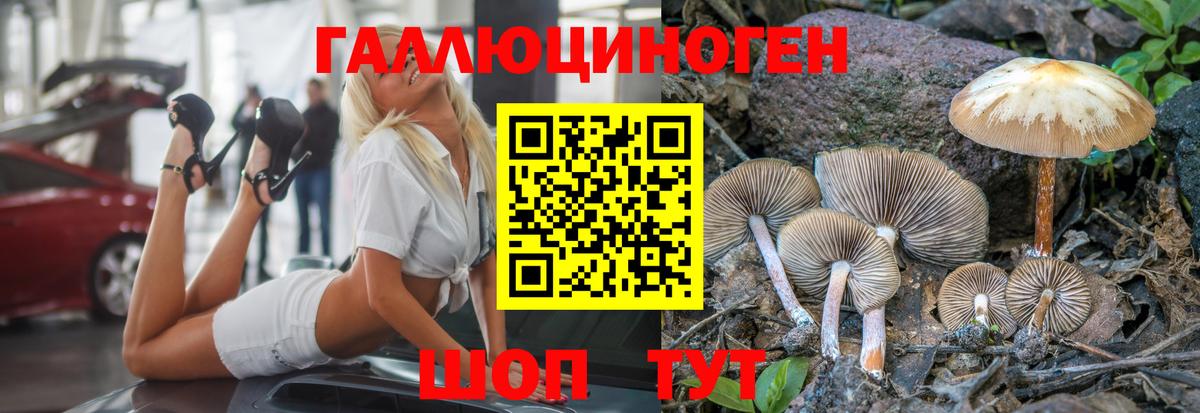 где продают наркотики  Галлюциногенные грибы GOLDEN TEACHER  Галлюциногенные грибы мухоморы  Вход с VPN  Новоалександровск 